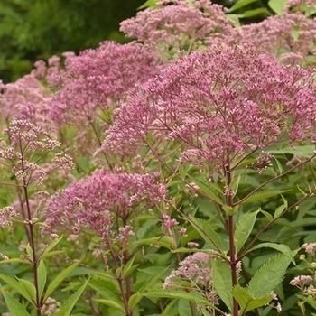 Eutrochium purpureum