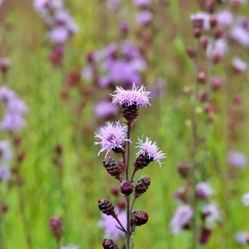 Liatris ligulistylis