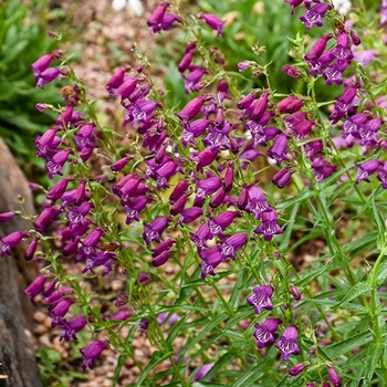 Penstemon x mexicali 'Windwalker' 