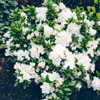 Rhododendron Linwood hybrid 'Hardy Gardenia' 