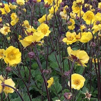 Geum 'Top Shelf Margarita' 