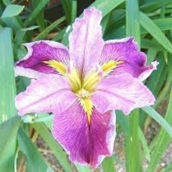 Iris 'Ann Chowning' 
