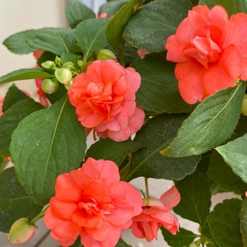 Impatiens walleriana 'Double Mix' 