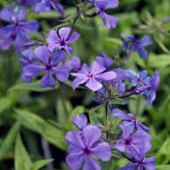 Phlox divaricata 'Louisiana Blue' 