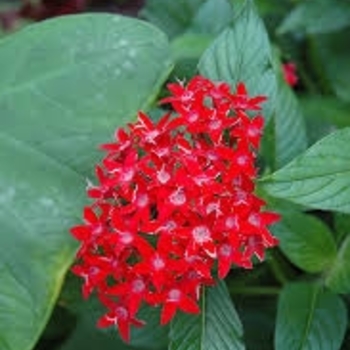 Pentas lanceolata 'Red' 