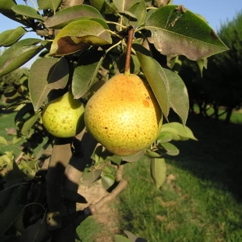Pyrus communis 'Orient'