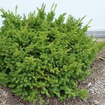 Taxus x media 'Dark Green Spreader'