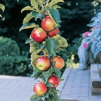 Malus domestica 'Scarlet Sentinel&trade;' 16,044,908