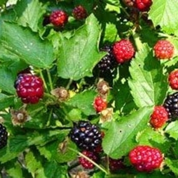 Rubus 'Apache' 