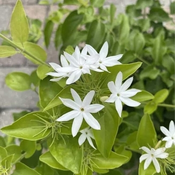 Jasminum multiflorum