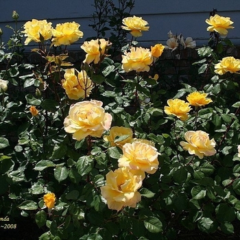 Rosa 'Henry Fonda' PP9390