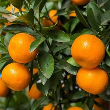 Citrus reticulata 'Owari' 