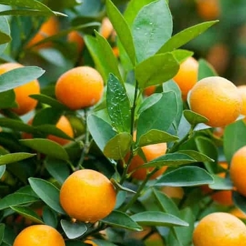 Citrus reticulata 'Brown Select'