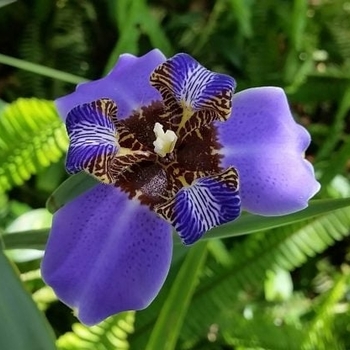 Iris neomarica caerulea 'Regina' 