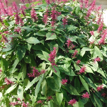 Odontonema callistachyum