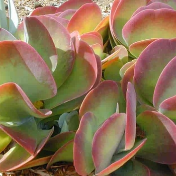 Kalanchoe thyrsiflora