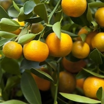 Citrus unshiu 'Miho Wase'