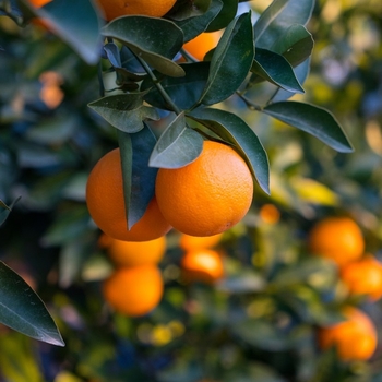 Citrus sinensis 'Hamlin'