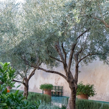 Olea europaea 'Arbequina' 