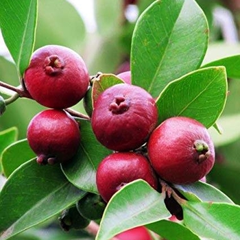 Psidium cattleianum