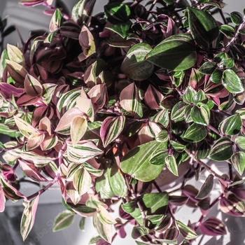 Tradescantia fluminensis 'Tri-color' 