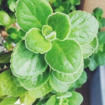 Plectranthus tomentosa