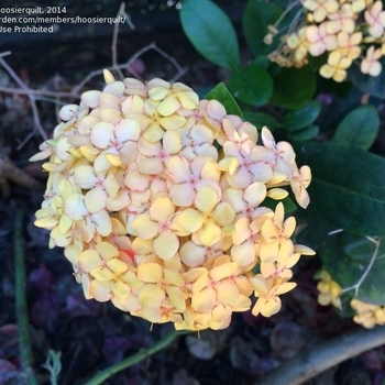 Ixora coccinea 'Maui Sunset' 