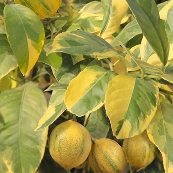 Citrus limon 'Eureka Variegated Pink' 