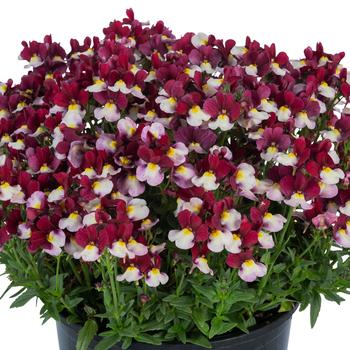 Nemesia 'Penw1017' 