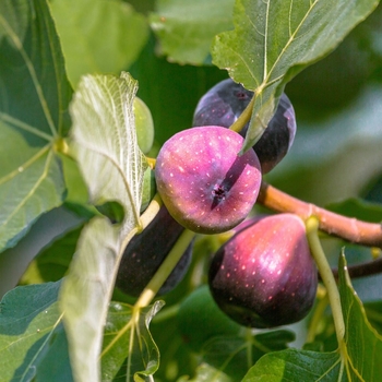 Ficus carica 'LSU Purple'