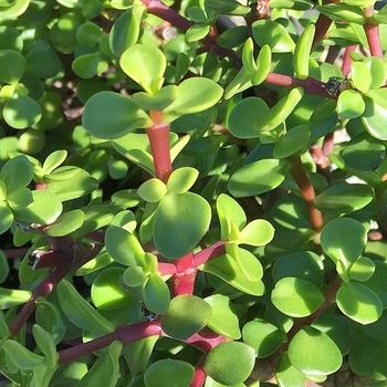 Portulacaria afra