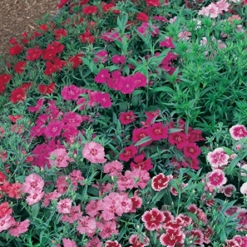 Dianthus chinensis x barbatus 'Ideal Select Mix' 