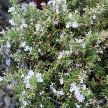 Rosmarinus officinalis 'Huntington Carpet' 