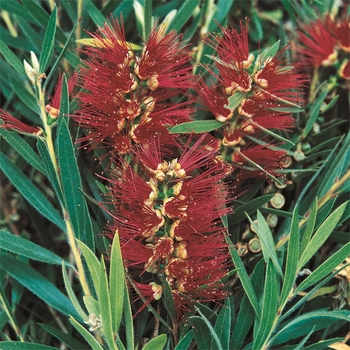 Callistemon viminalis 'Hannah Ray' 