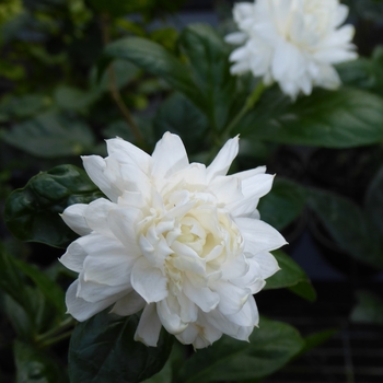Jasminum sambac 'Grand Duke' 