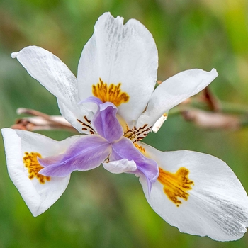 Dietes grandiflora