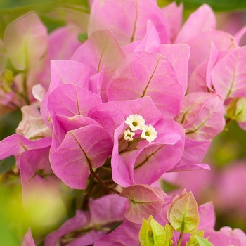 Bougainvillea 'Vera Pink'