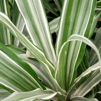 Dracaena deremensis 'Warneckii'