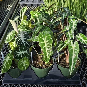 Alocasia 'Multiple Varieties' 