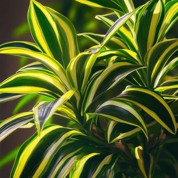 Dracaena deremensis 'Lemon Lime'