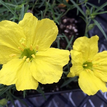 Calylophus serrulatus 'Southern Belle' 