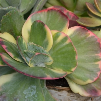 Kalanchoe luciae 'Fantastic'