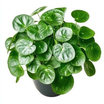 Pilea peperomioides