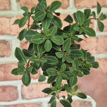 Peperomia verticillata 'Double Duty' 