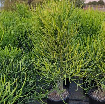 Euphorbia tirucalli 'Green' 