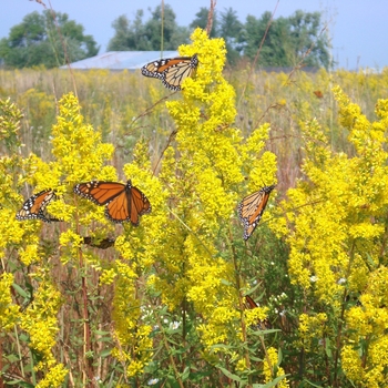 Solidago speciosa