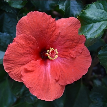 Hibiscus rosa-sinensis 'Tortuga Wind' PP22107P3