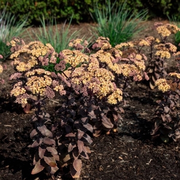 Sedum 'Holtpupascho093' PPAF