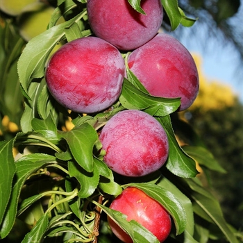 Prunus salicina 'Santa Rosa' 
