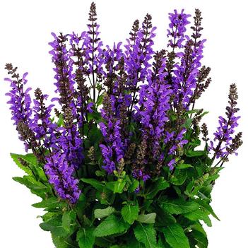 Salvia 'Noble Knight' PPAF